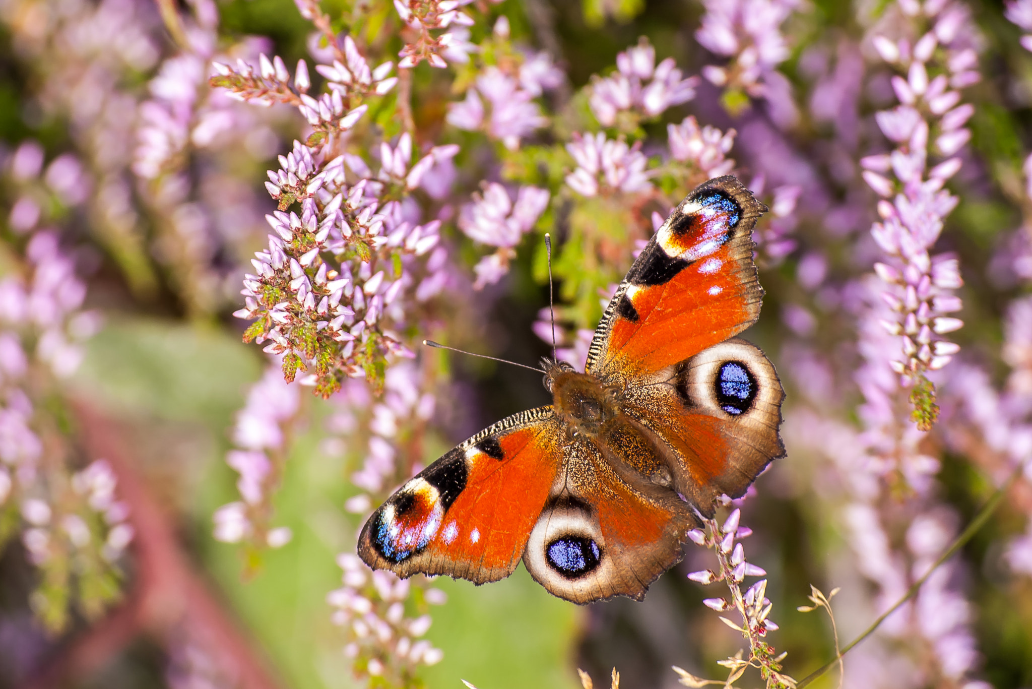 Pentax K100D sample photo. Peacock butterfly photography