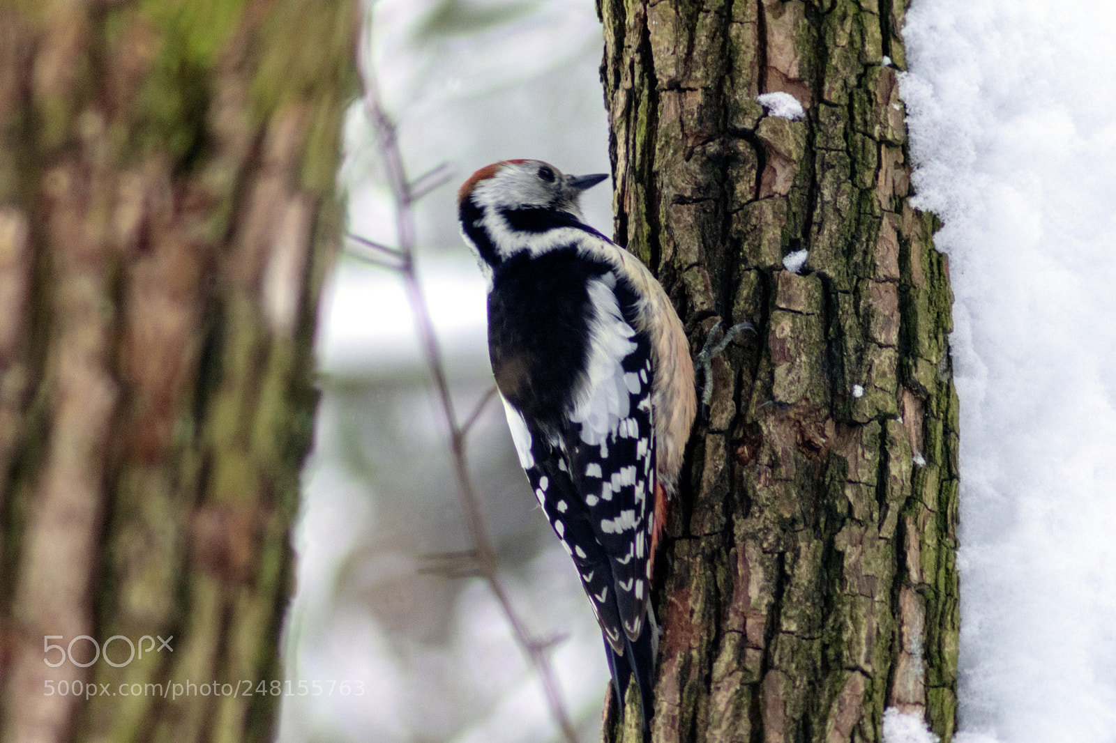 Nikon D5300 sample photo. Woodpecker photography