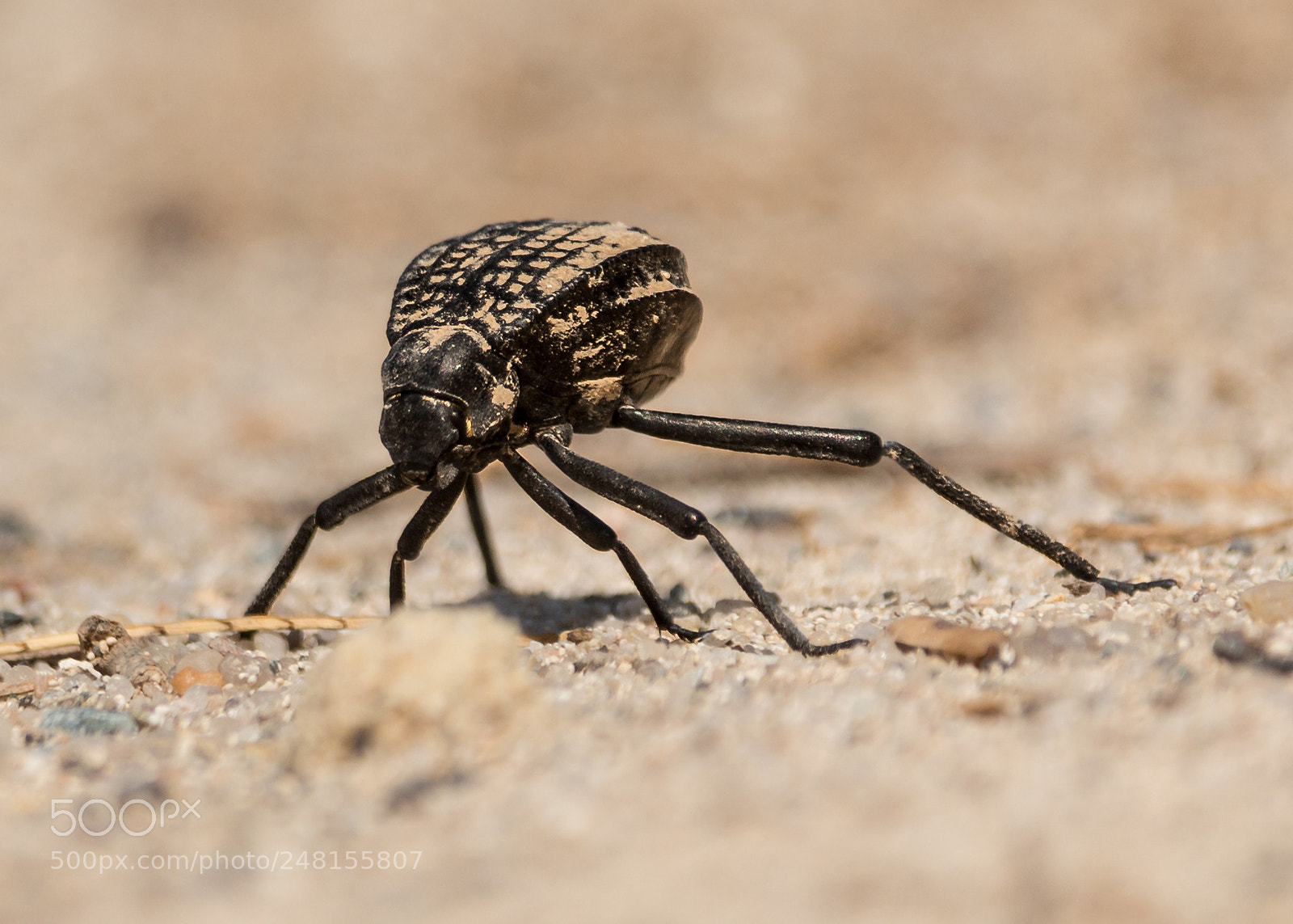 Canon EOS 700D (EOS Rebel T5i / EOS Kiss X7i) sample photo. Pitted darkling beetle photography