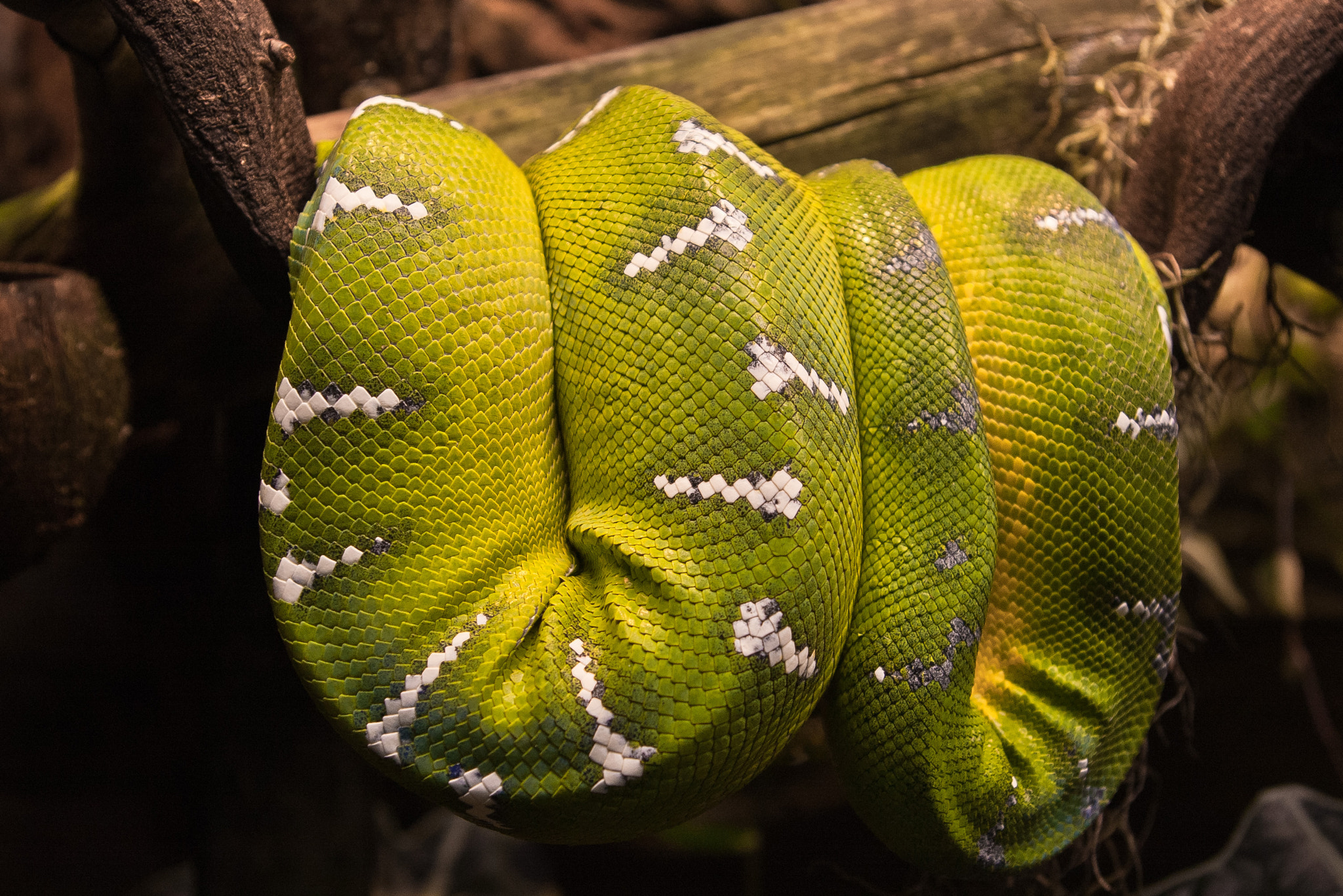 Pentax K100D sample photo. Green tree python photography