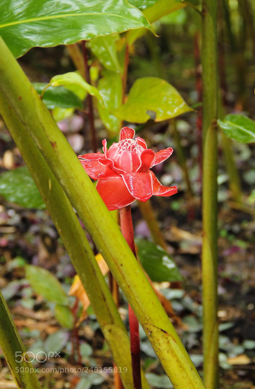 Canon EOS 60D sample photo. Untitled photography
