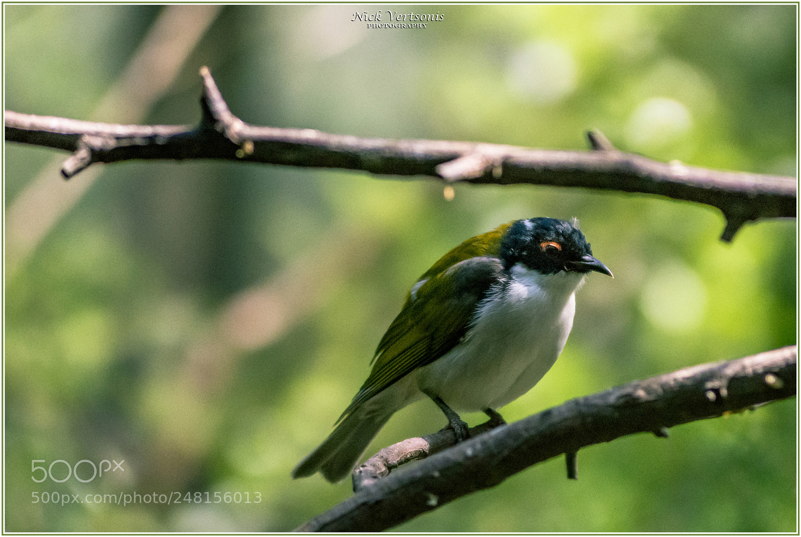 Nikon D7200 sample photo. Tiny ii... photography
