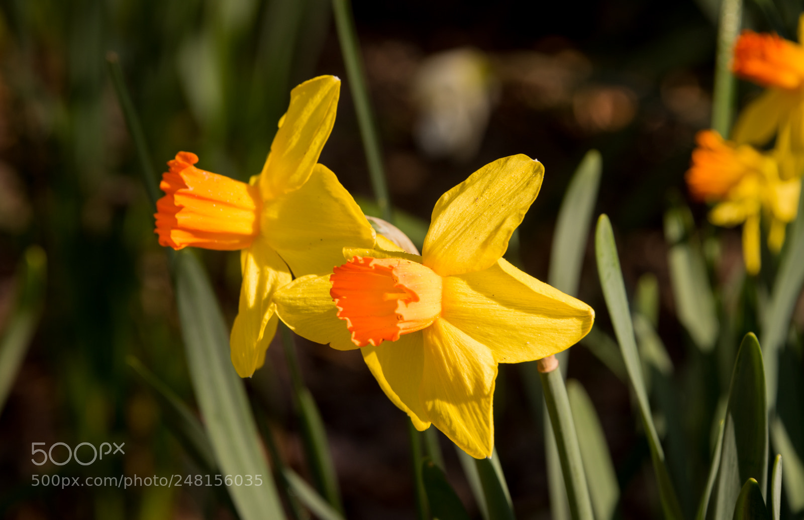Nikon D810 sample photo. Opening day photography