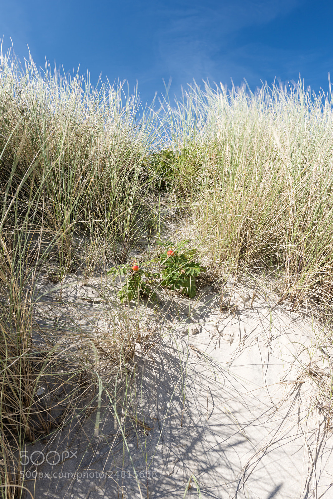 Nikon D800 sample photo. Dune with beach grass photography
