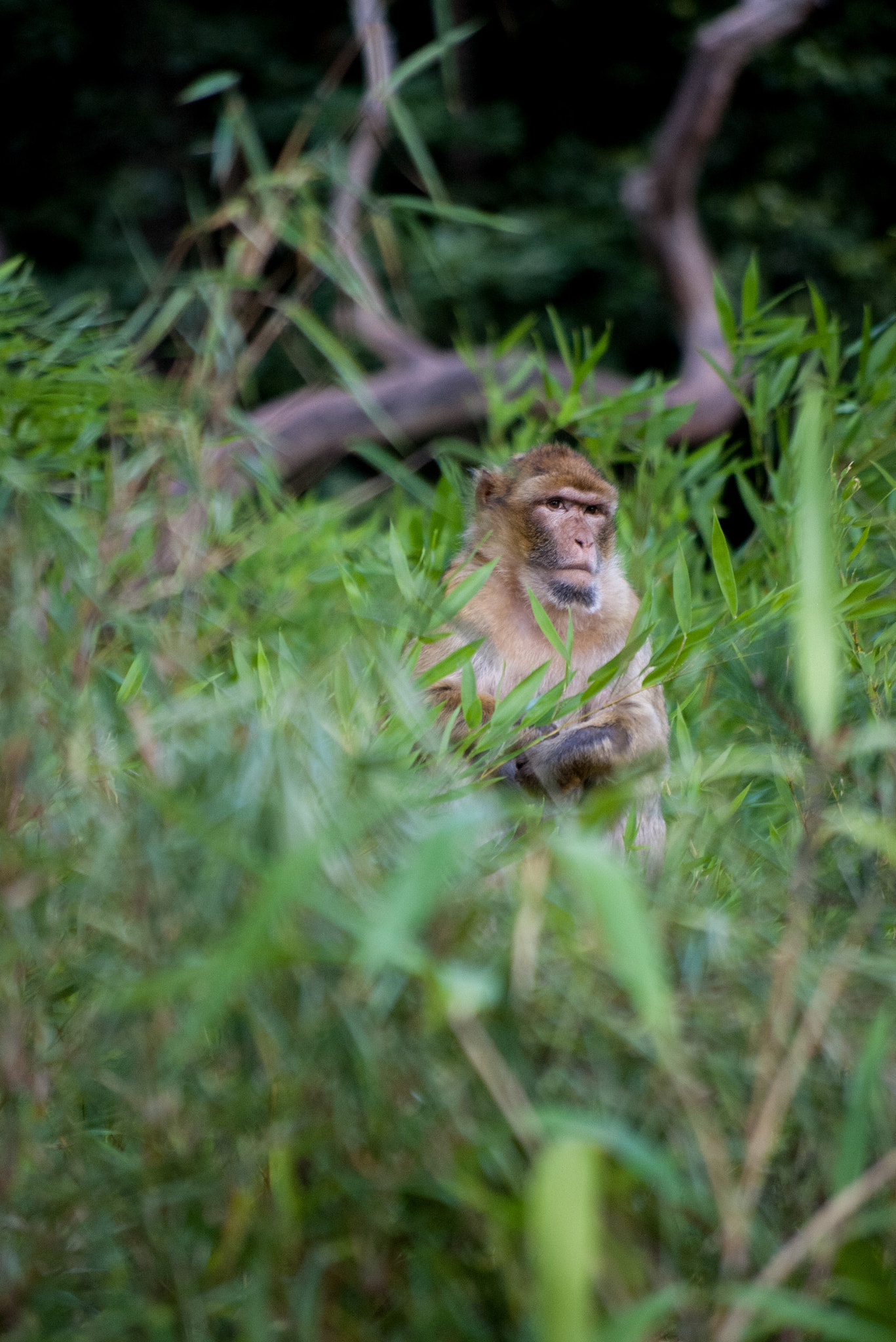 Pentax K100D sample photo. Pensive monkey photography