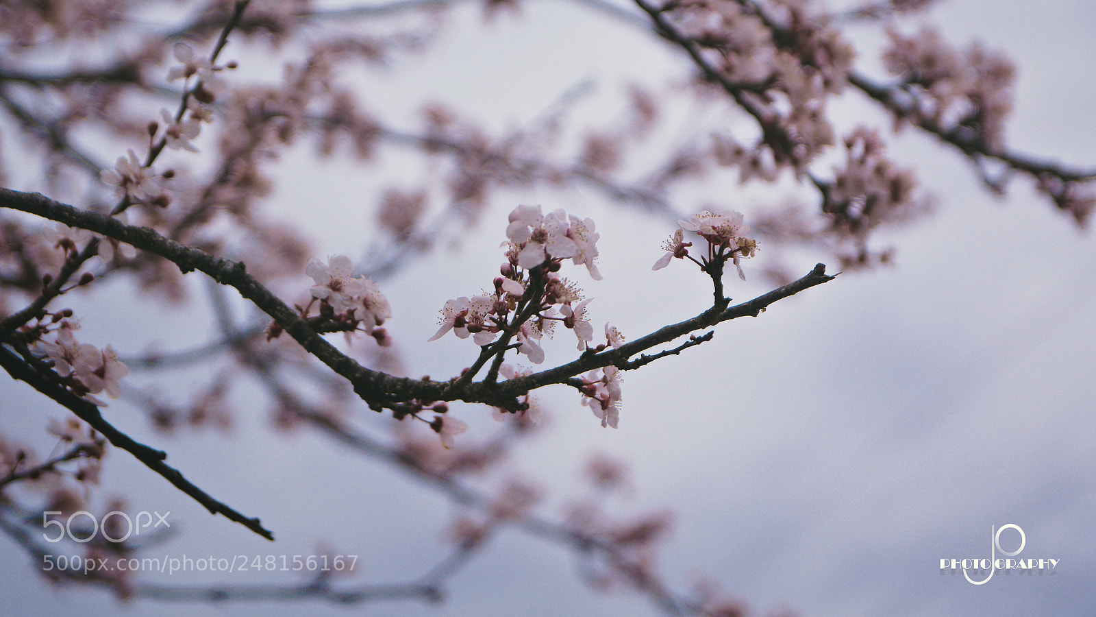 Nikon D7100 sample photo. Spring photography