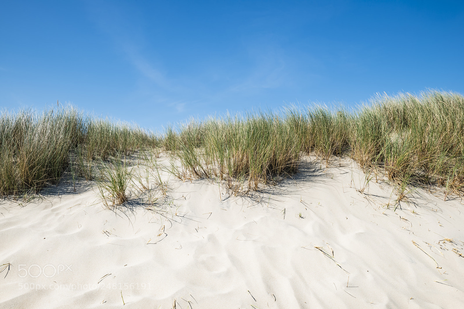 Nikon D800 sample photo. Dune with beach grass. photography