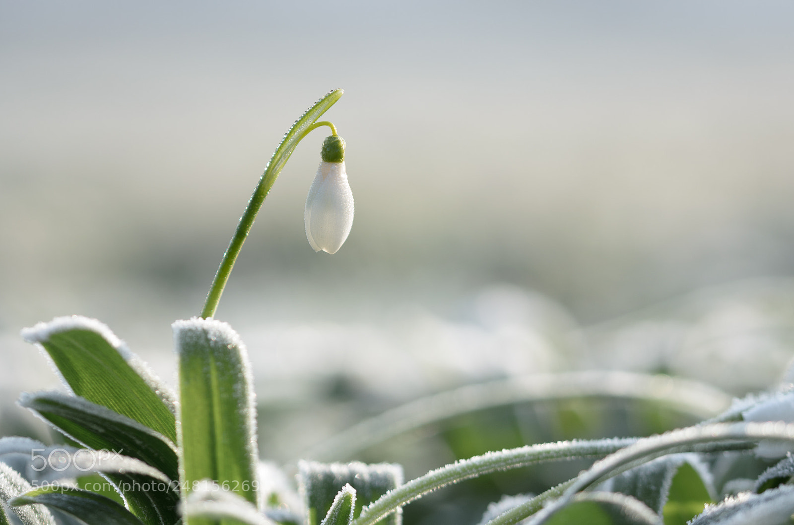 Nikon D5100 sample photo. Snowdrop photography