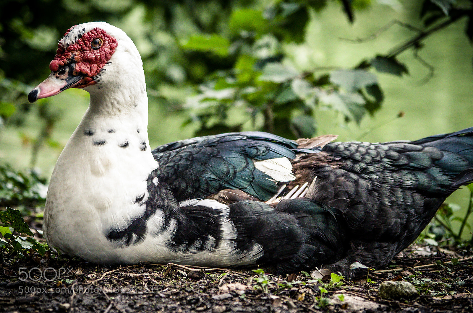 Pentax K-50 sample photo. Muscovy duck photography