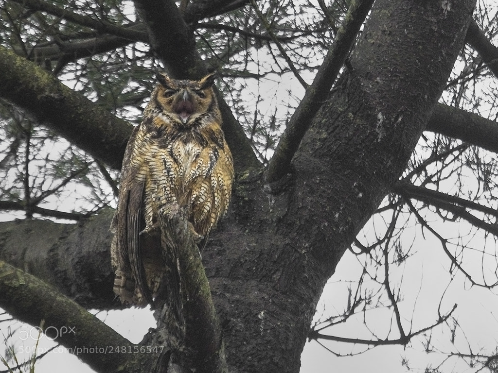 Canon EOS 7D Mark II sample photo. A big yawn, great photography