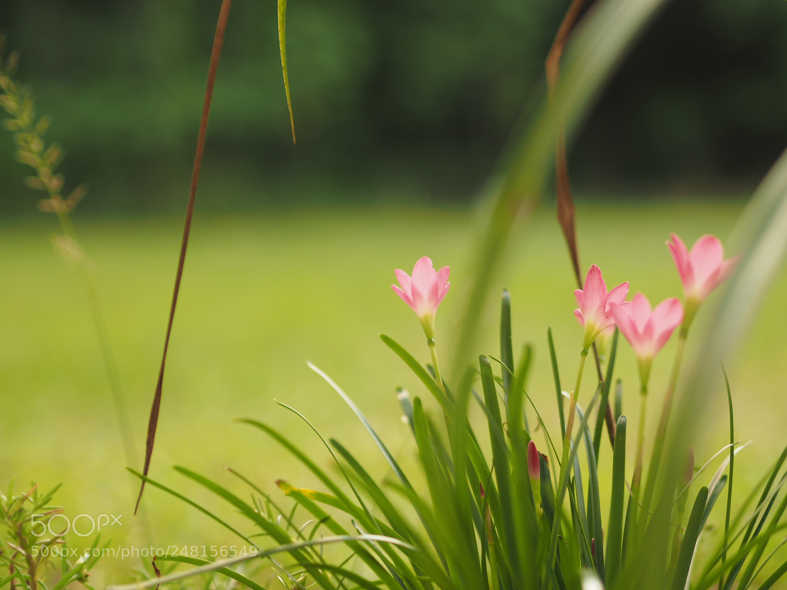Olympus OM-D E-M1 sample photo. Finding me. photography