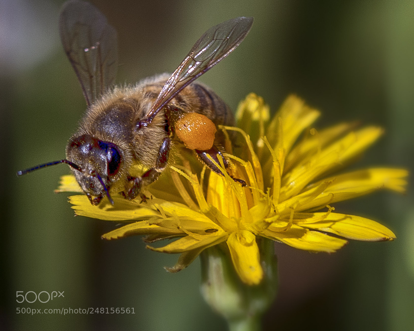 Canon EOS 40D sample photo. Bee collecting pollen photography