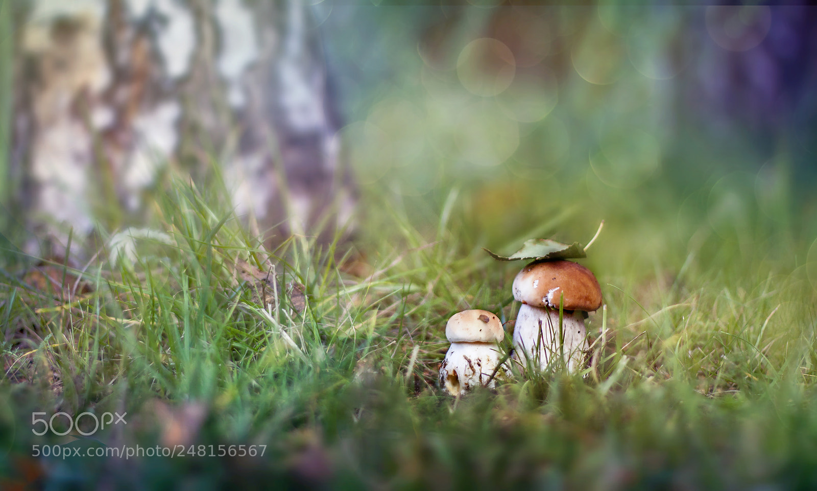 Canon EOS 50D sample photo. A mushroom photography