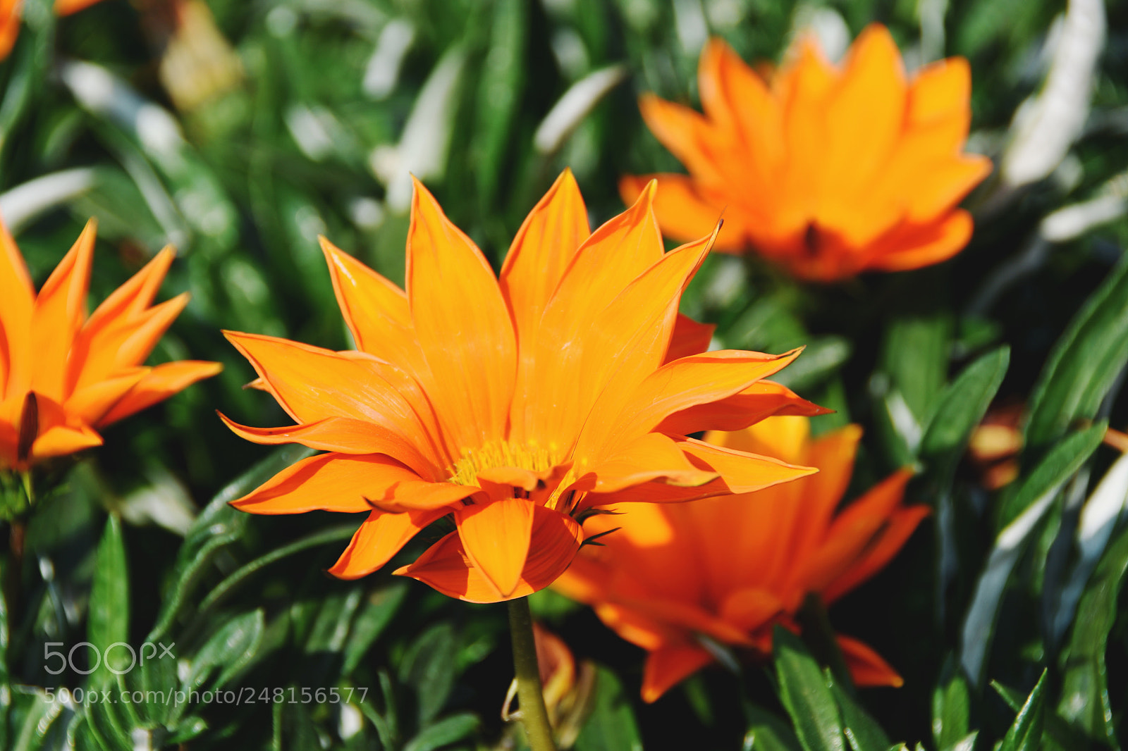 Nikon D7200 sample photo. Flower photography