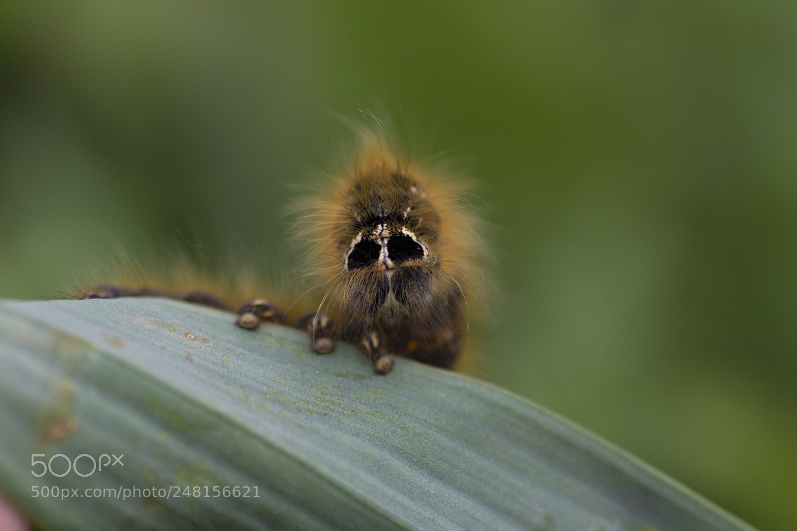 Canon EOS 600D (Rebel EOS T3i / EOS Kiss X5) sample photo. Caterpillar photography