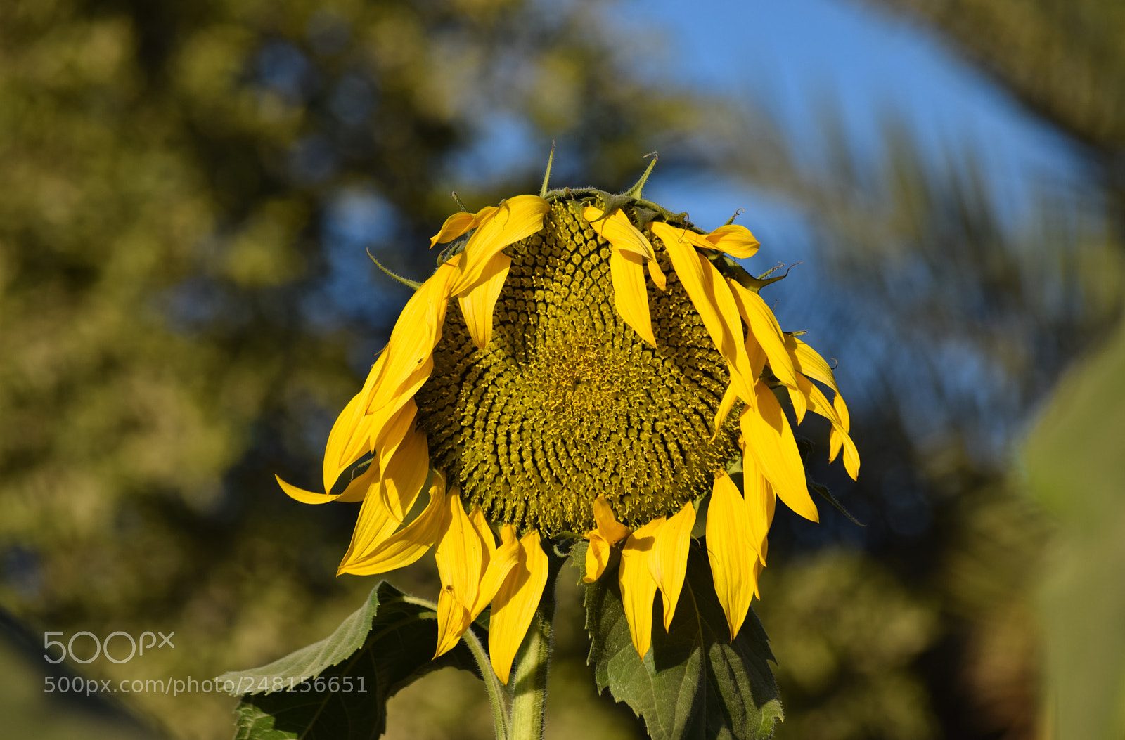 Nikon D5300 sample photo. Sunflower photography