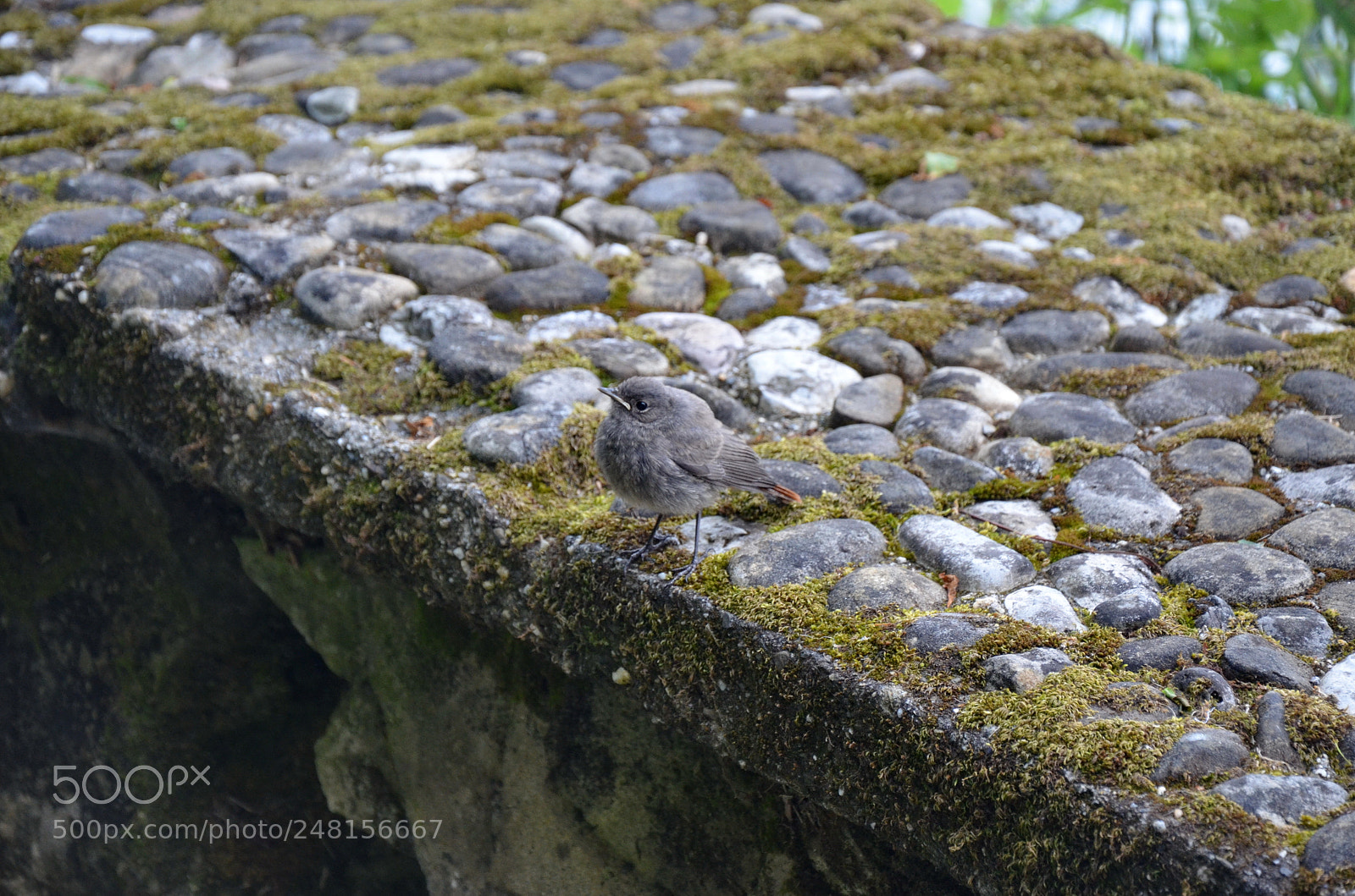 Nikon D5100 sample photo. Bird photography