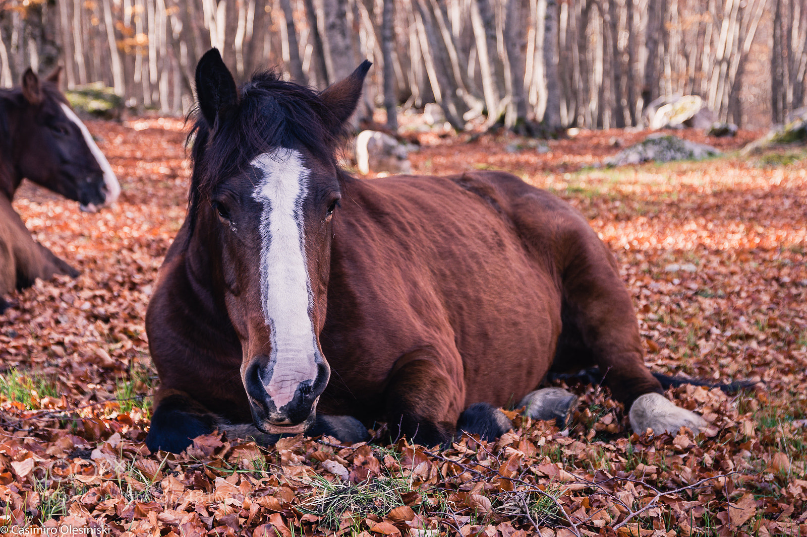 Canon EOS 600D (Rebel EOS T3i / EOS Kiss X5) sample photo. Cavallo selvaggio photography