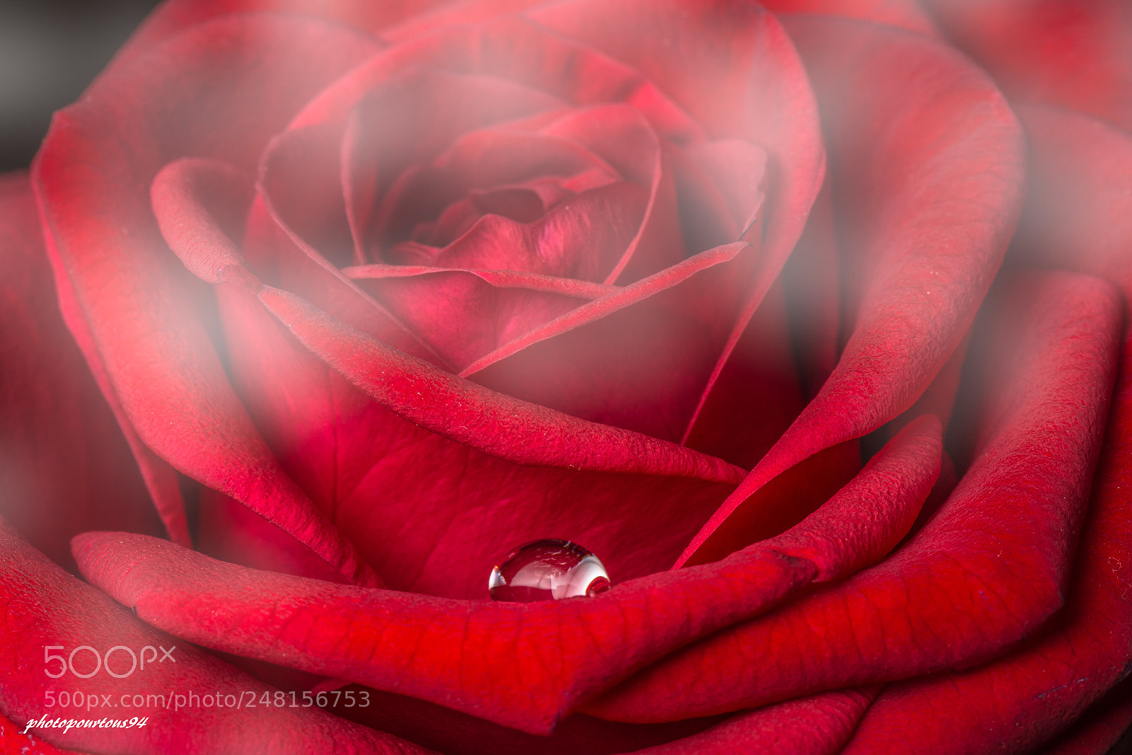 Nikon D7100 sample photo. Rose brouillard photography
