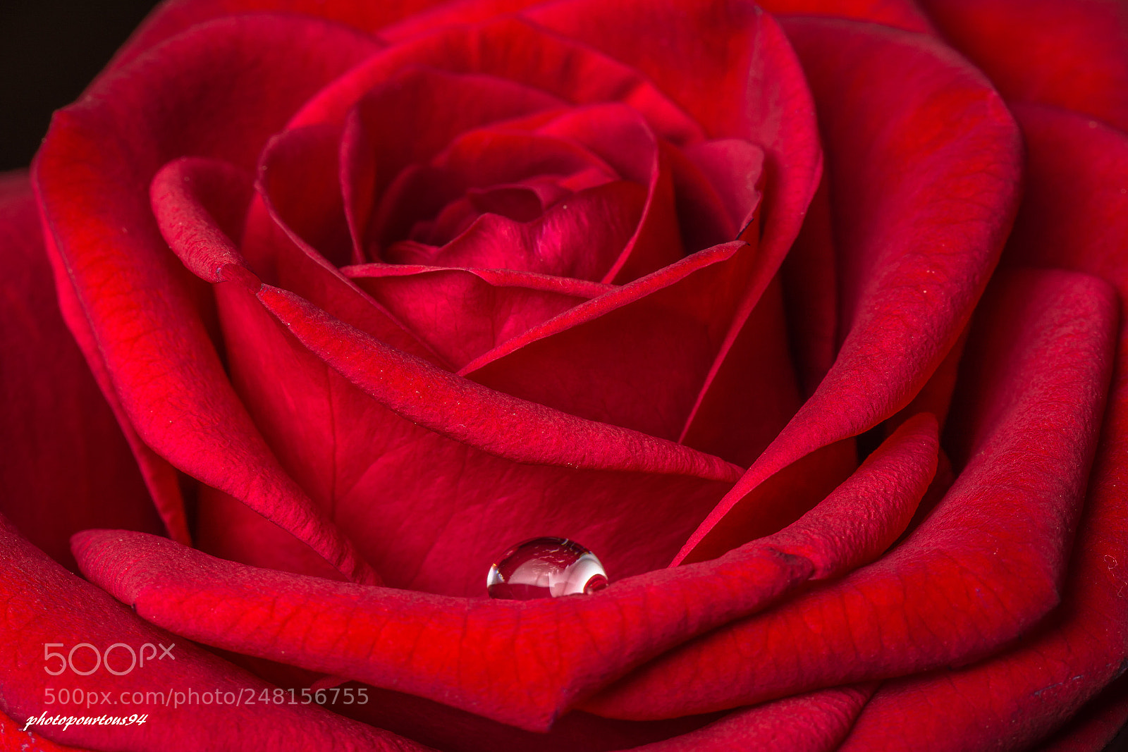 Nikon D7100 sample photo. Rose goute d eau photography