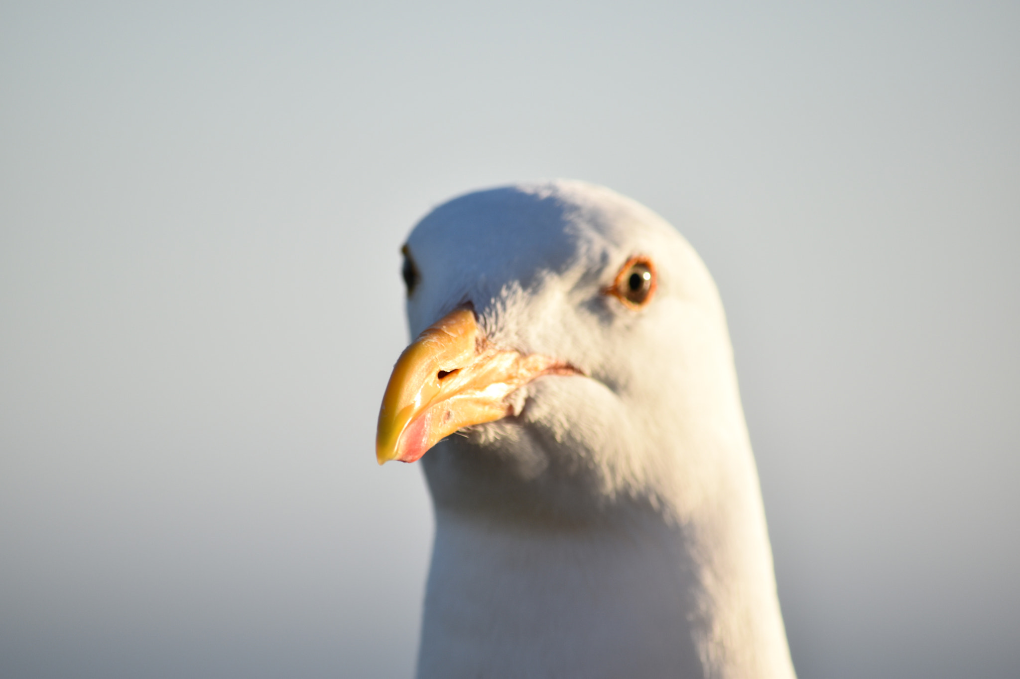 Nikon D5600 sample photo. Bird in the sunset photography