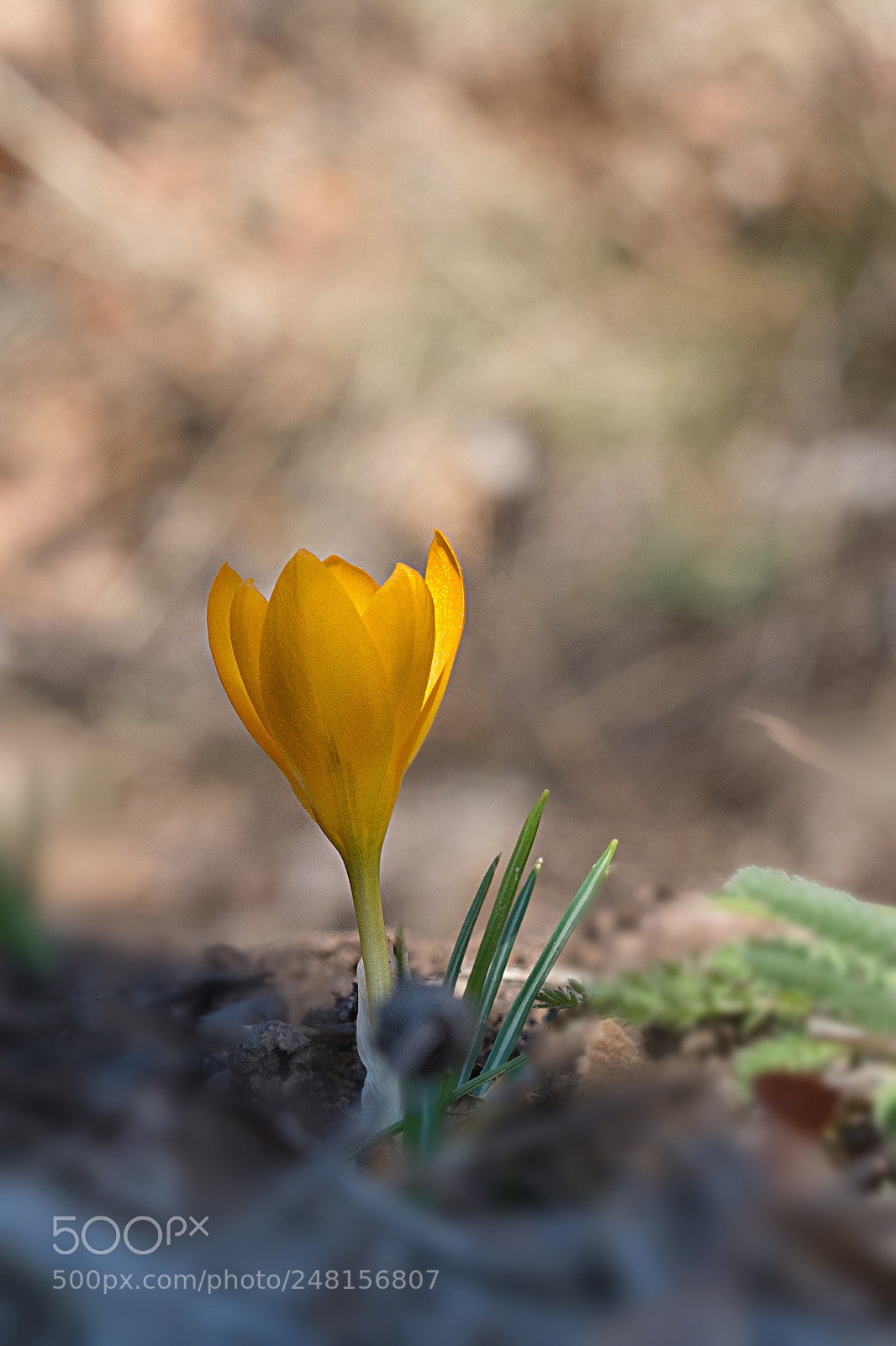Nikon D7100 sample photo. Crocus photography