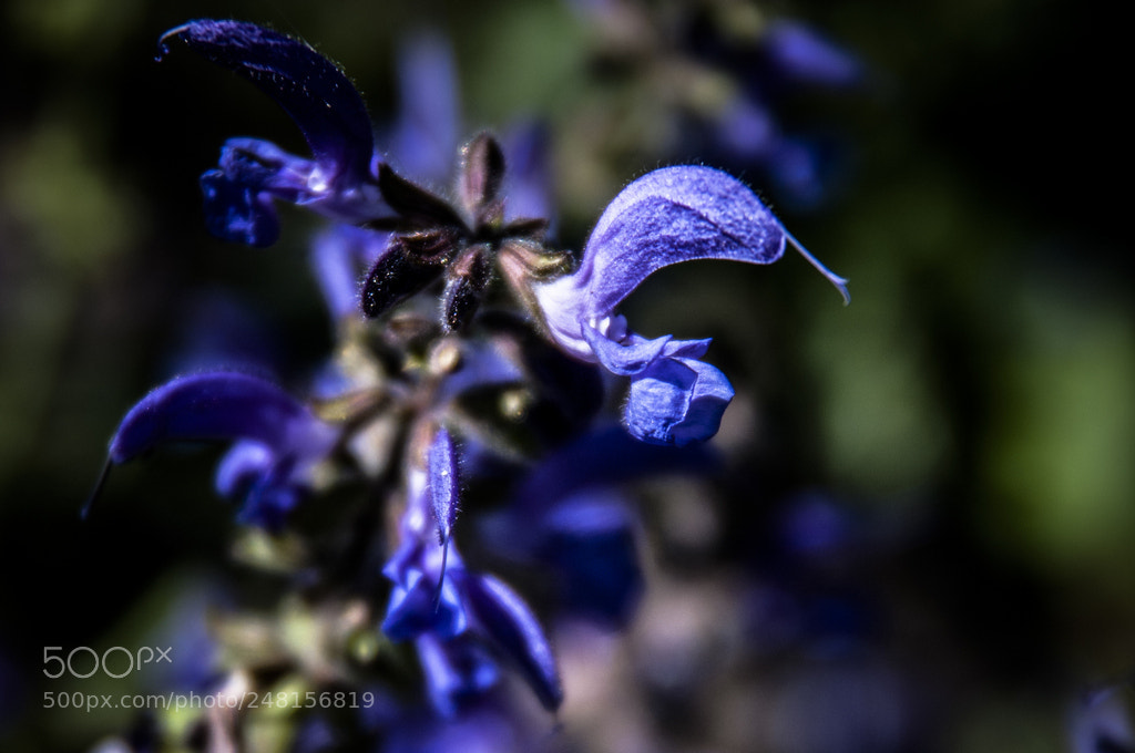 Pentax K20D sample photo. Schattierungen / shades photography