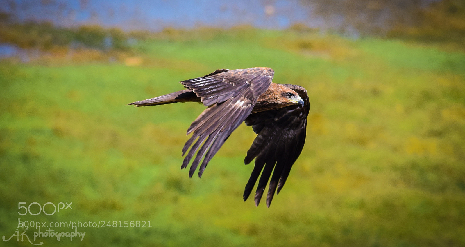 Nikon D5300 sample photo. Indian spotted eagle photography