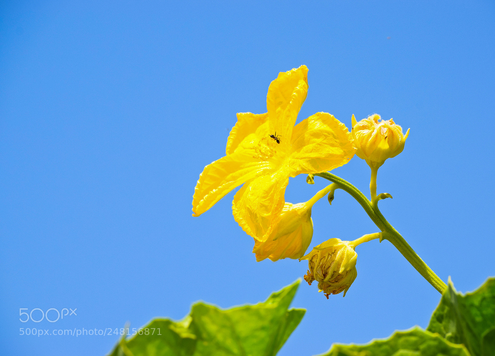 Nikon D5300 sample photo. Nature in beauty photography