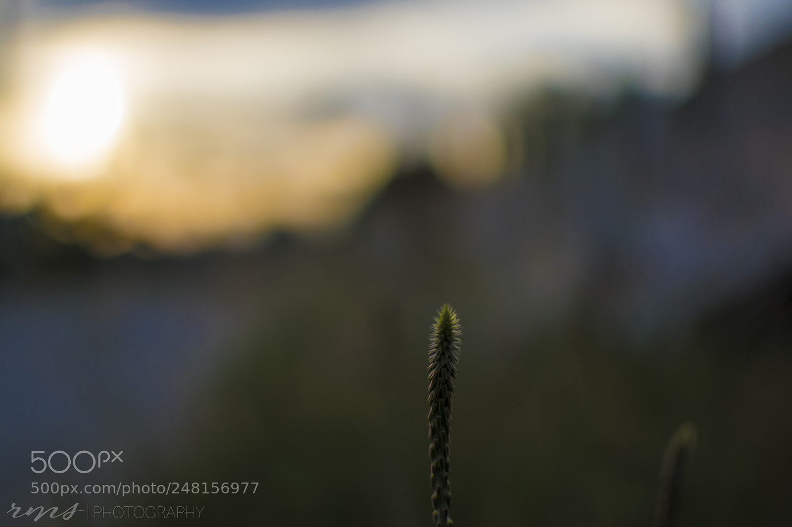 Nikon D5600 sample photo. Sweet bloom photography