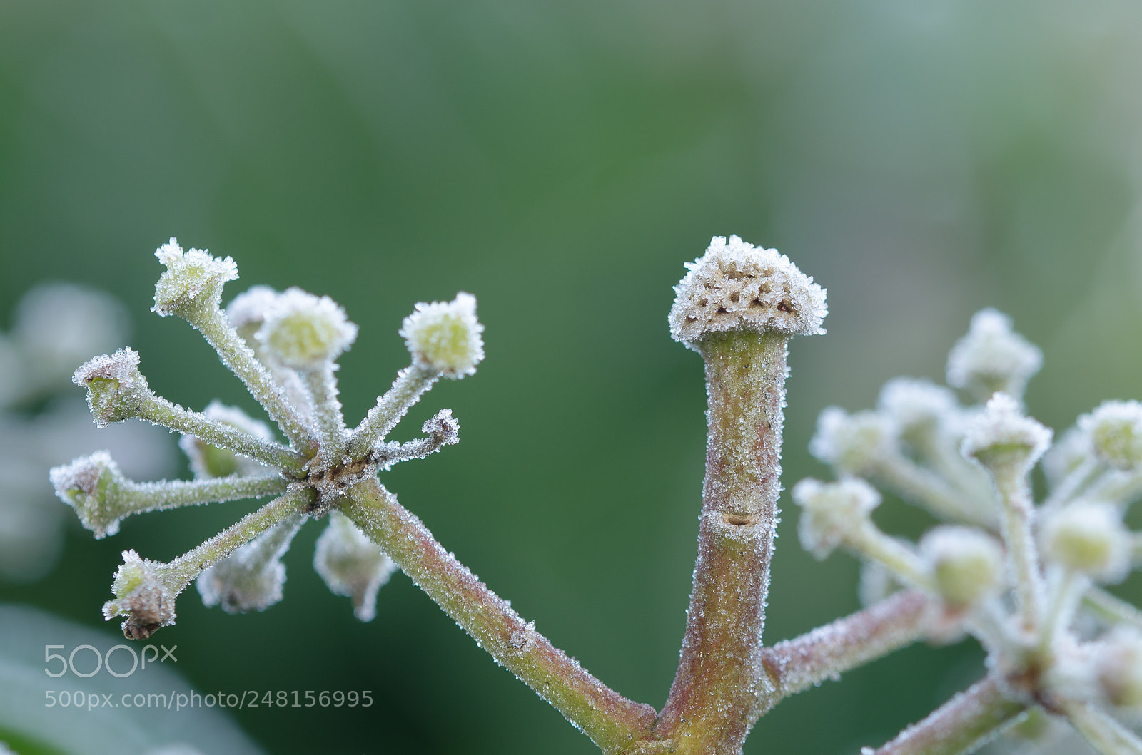 Nikon D5100 sample photo. Frozen ivy photography