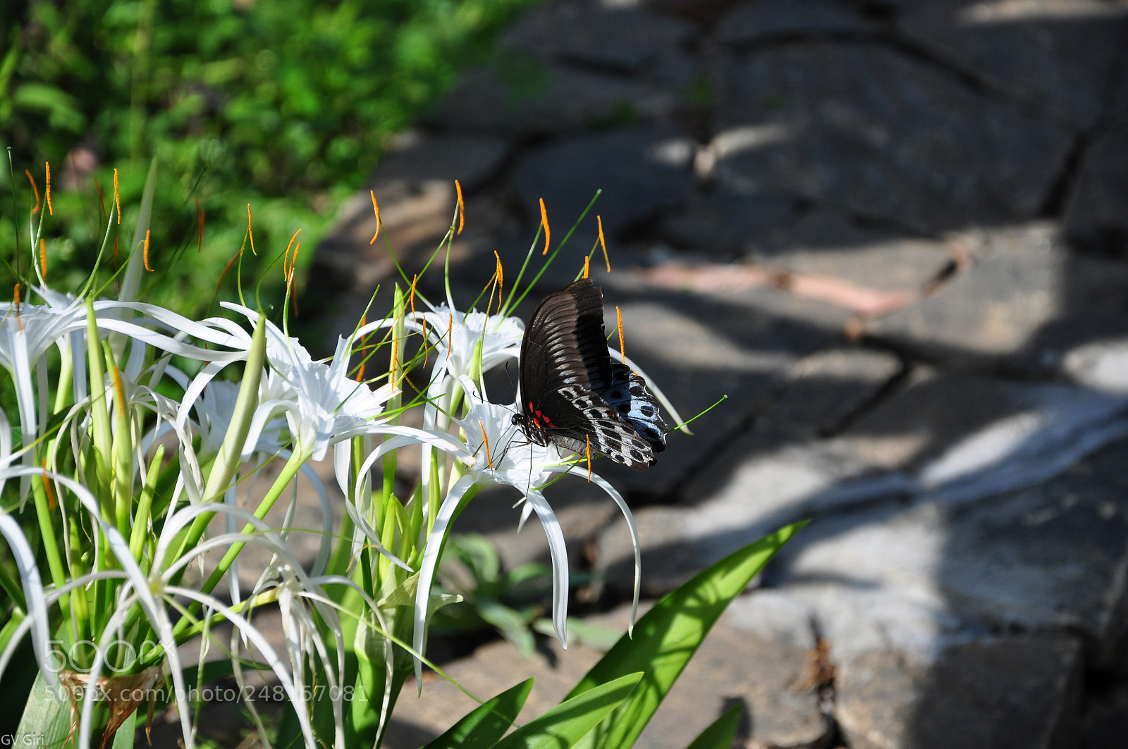 Nikon D90 sample photo. Butterfly in coorg photography