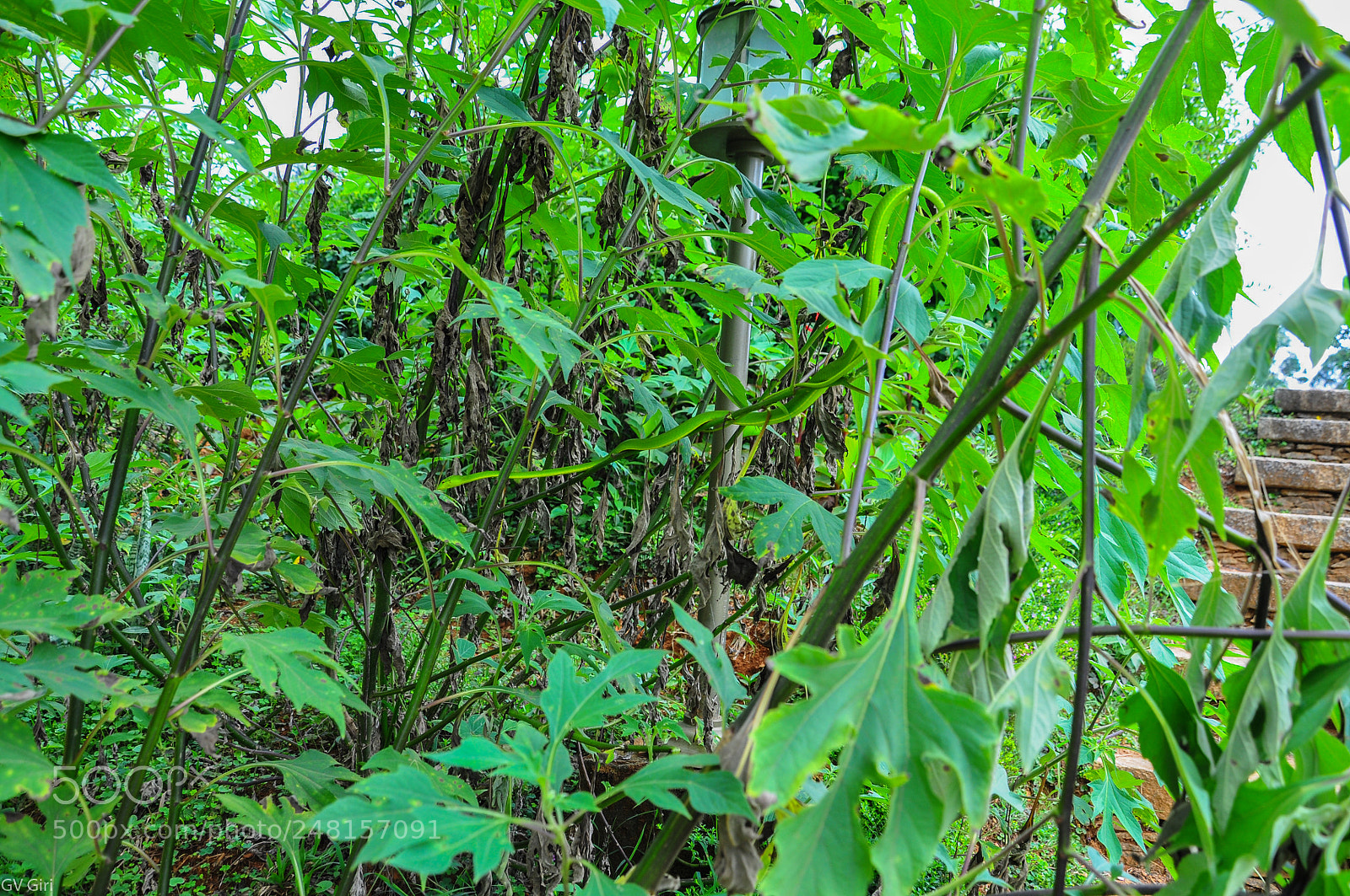 Nikon D90 sample photo. Vine snake in coorg photography