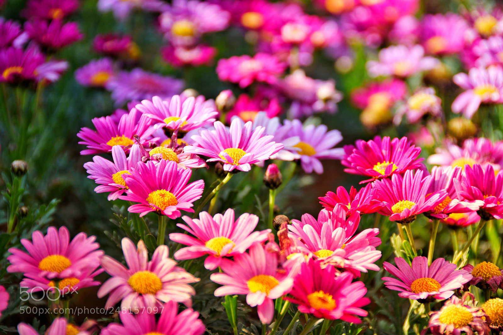 Nikon D7200 sample photo. Flower photography