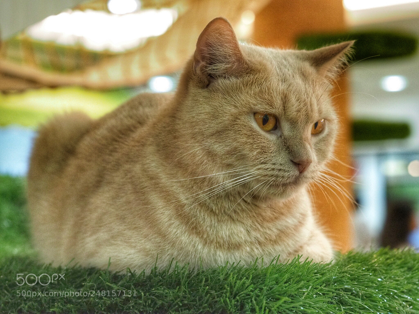 Olympus OM-D E-M1 Mark II sample photo. Untitled photography