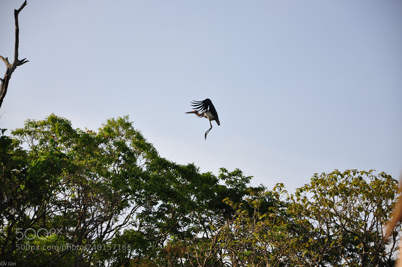 Nikon D90 sample photo. Lesser adjutant stork prepares photography