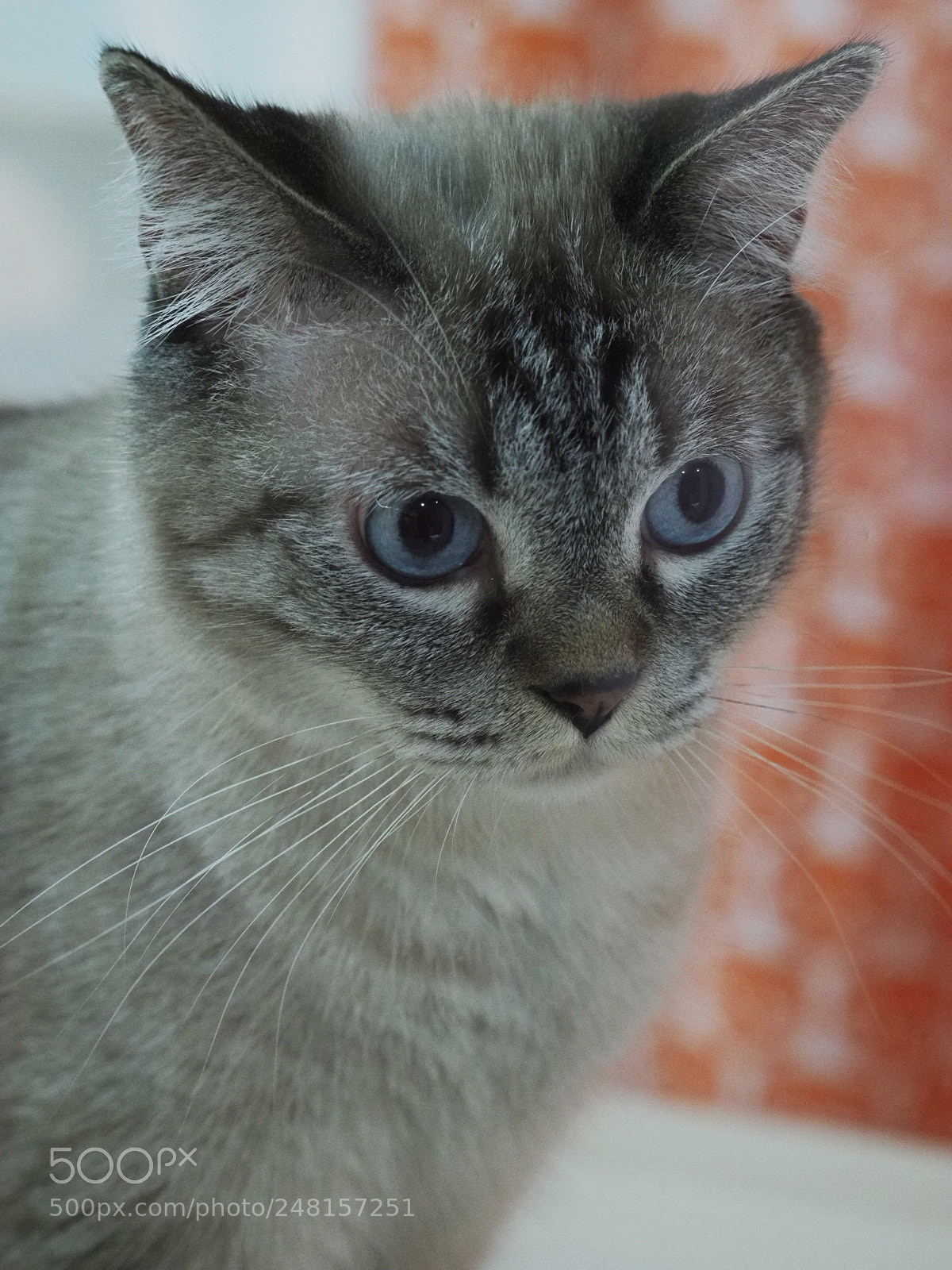 Olympus OM-D E-M1 Mark II sample photo. Untitled photography