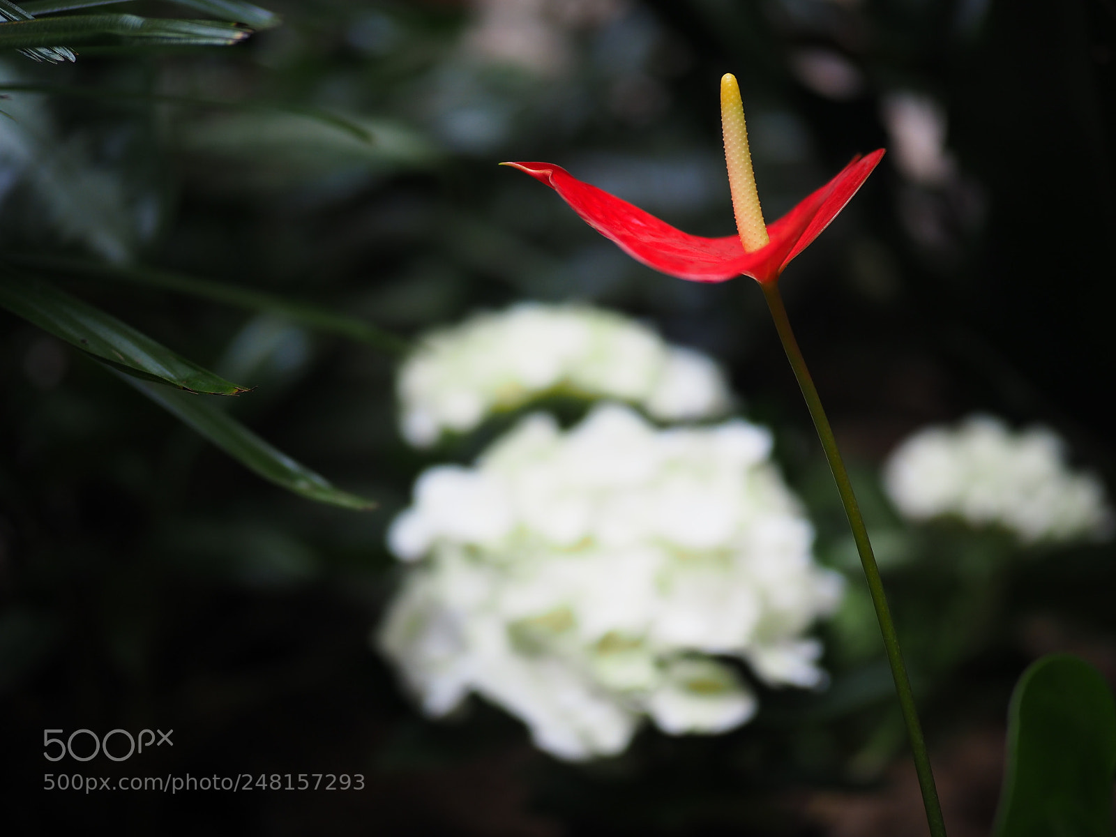 Olympus OM-D E-M5 II sample photo. Bend photography