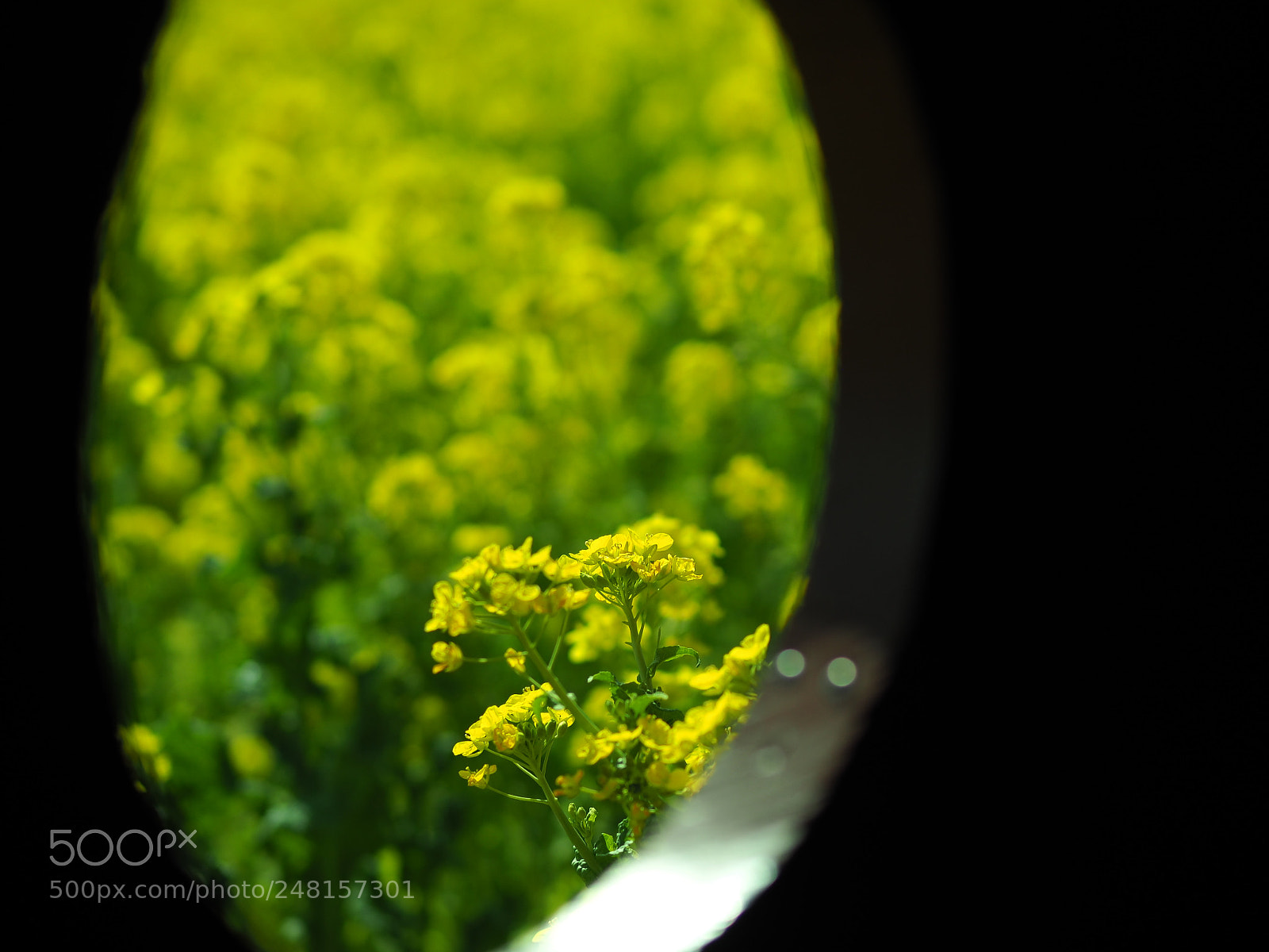 Olympus OM-D E-M5 II sample photo. Rape blossoms photography