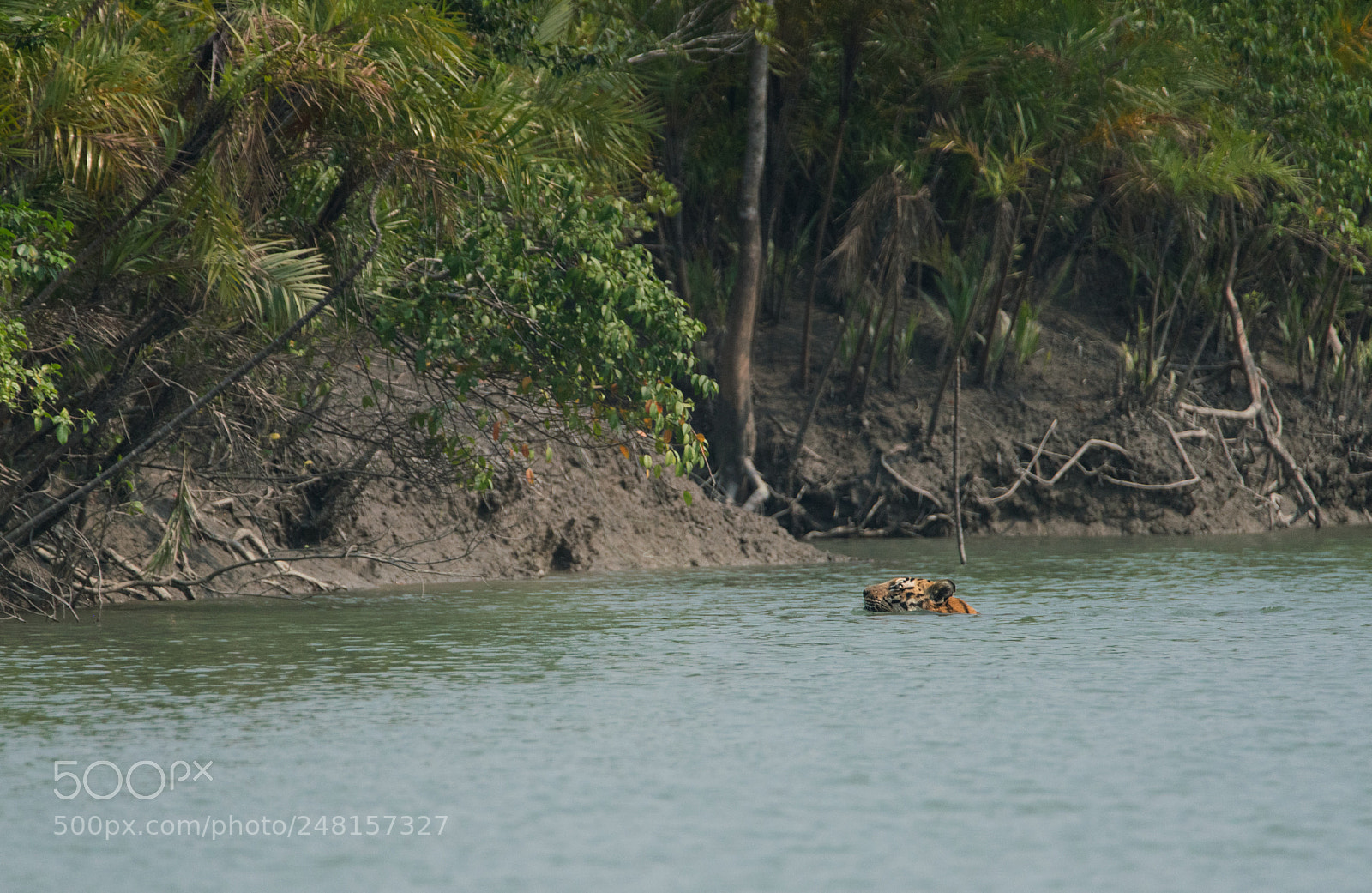 Sony a99 II sample photo. The swamp tiger photography