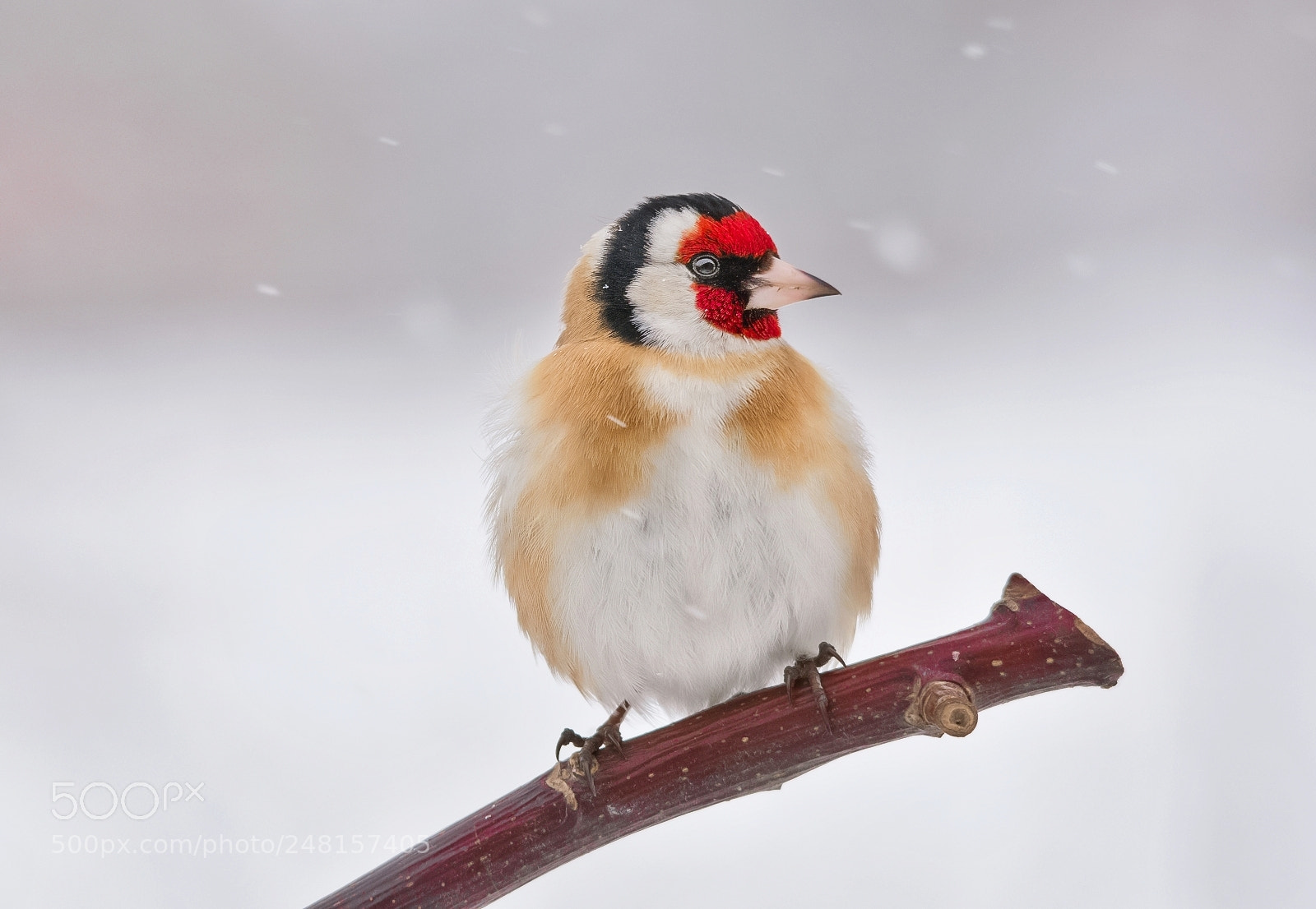 Nikon D7200 sample photo. Goldfinch photography