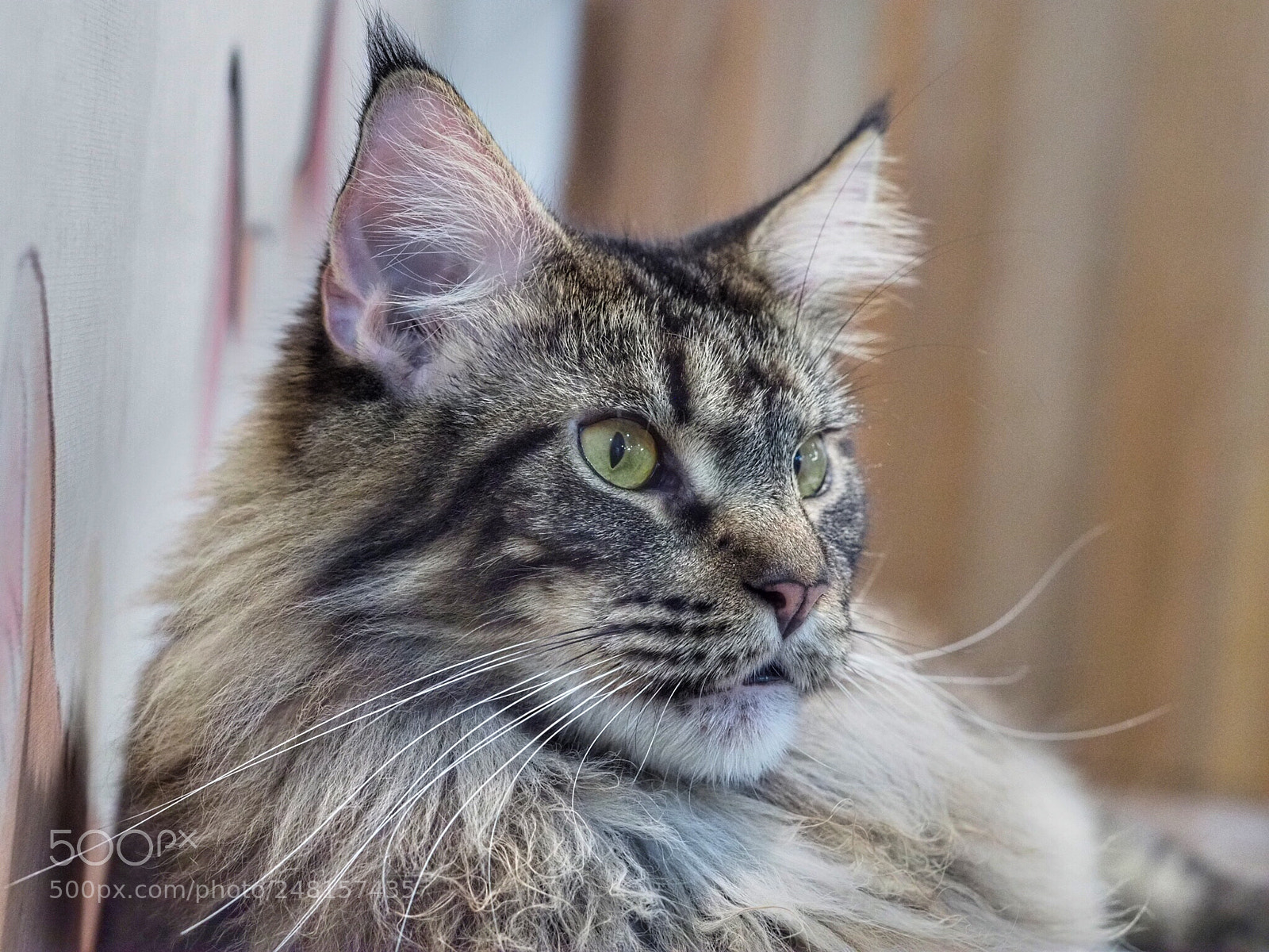 Olympus OM-D E-M1 Mark II sample photo. Untitled photography