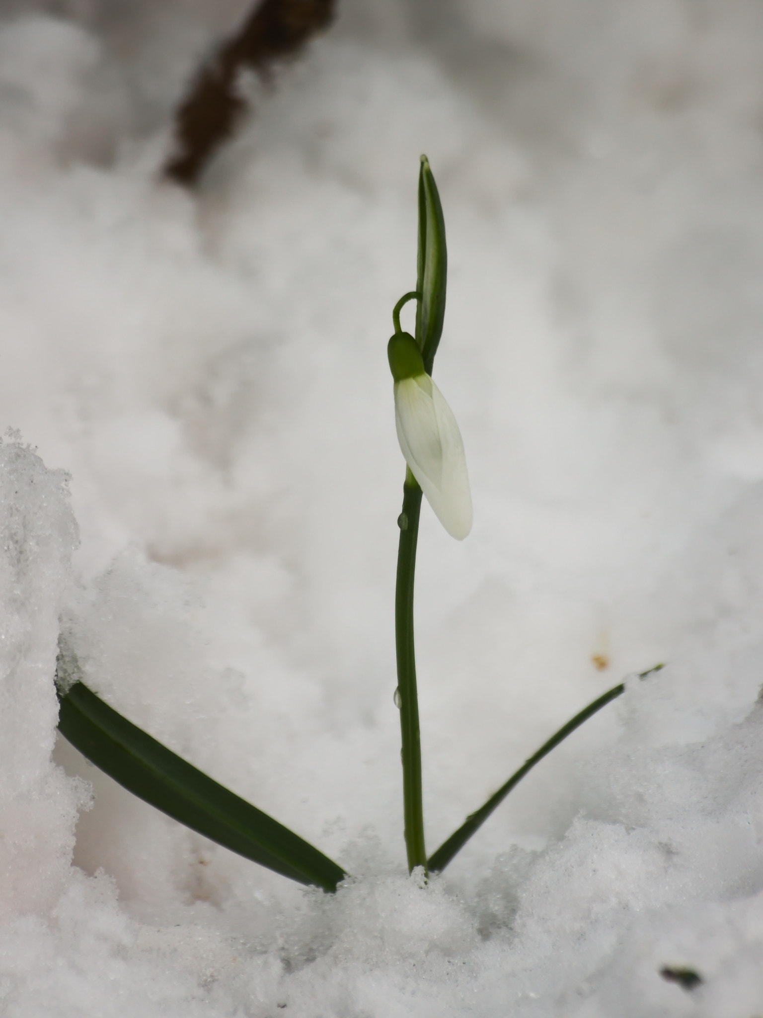 Canon EOS 1100D (EOS Rebel T3 / EOS Kiss X50) sample photo. Who's the flower on the snow? photography