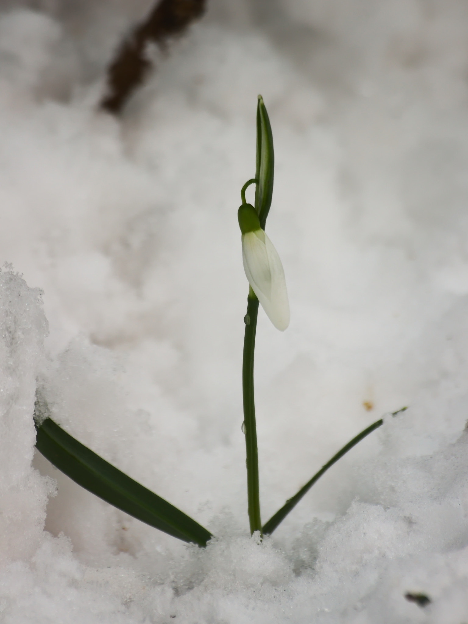 Sigma 70-300mm F4-5.6 APO DG Macro sample photo. Who's the flower on the snow? photography