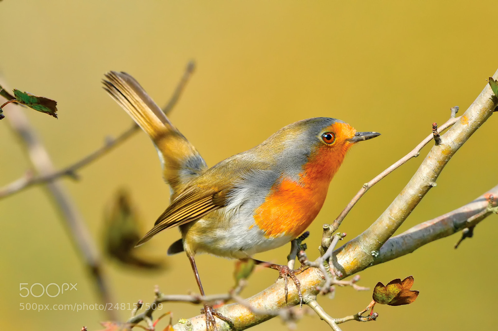 Nikon D500 sample photo. European robin / erithacus rubecula photography