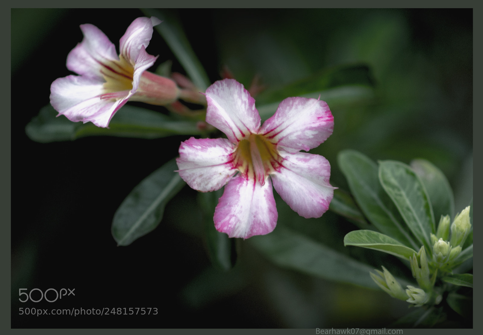 Nikon D7200 sample photo. 406.jpg photography