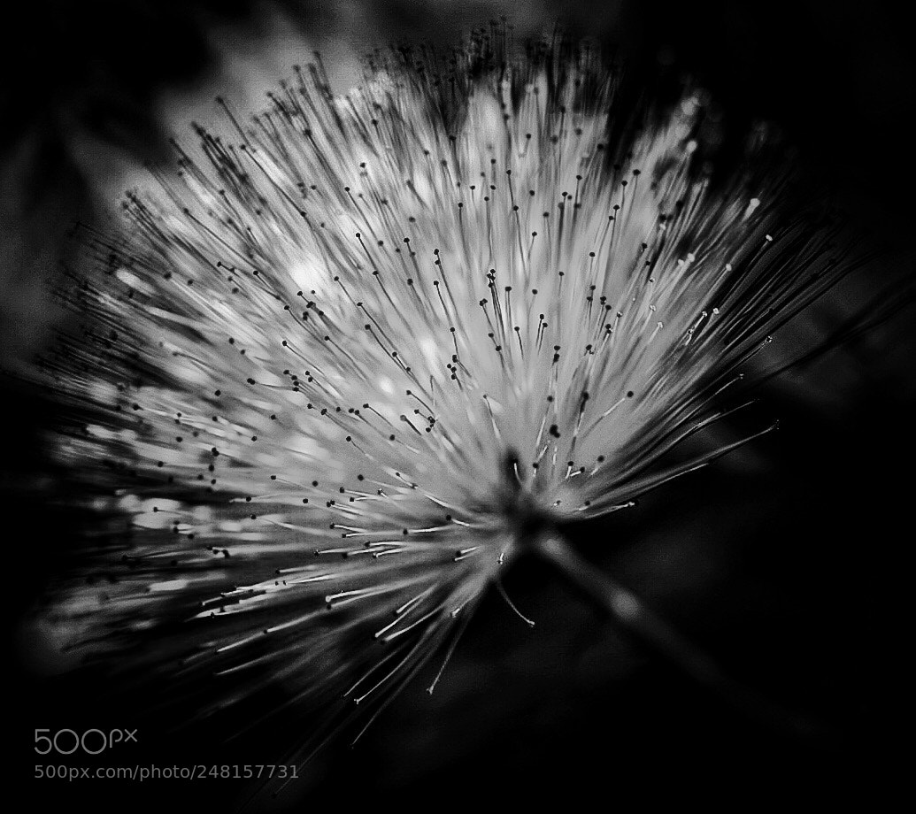 Sony a7 II sample photo. Garfield park conservatory photography