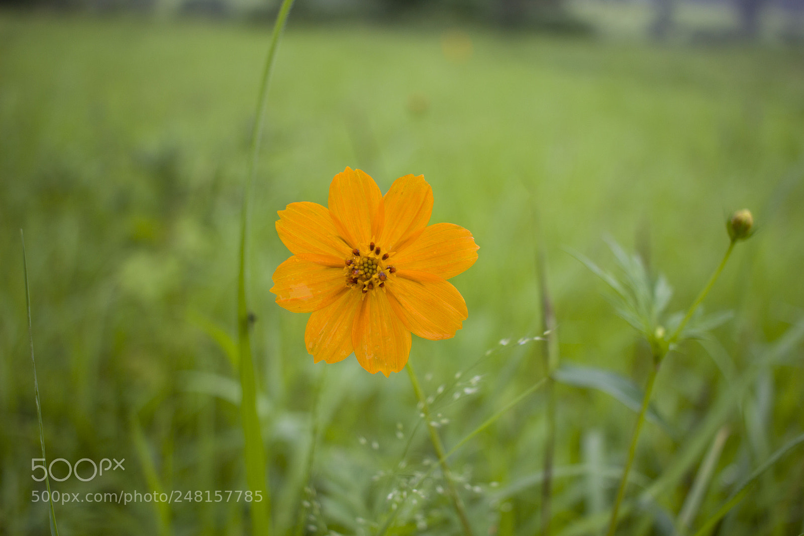 Canon EOS 600D (Rebel EOS T3i / EOS Kiss X5) sample photo. Beautiful flower in a photography