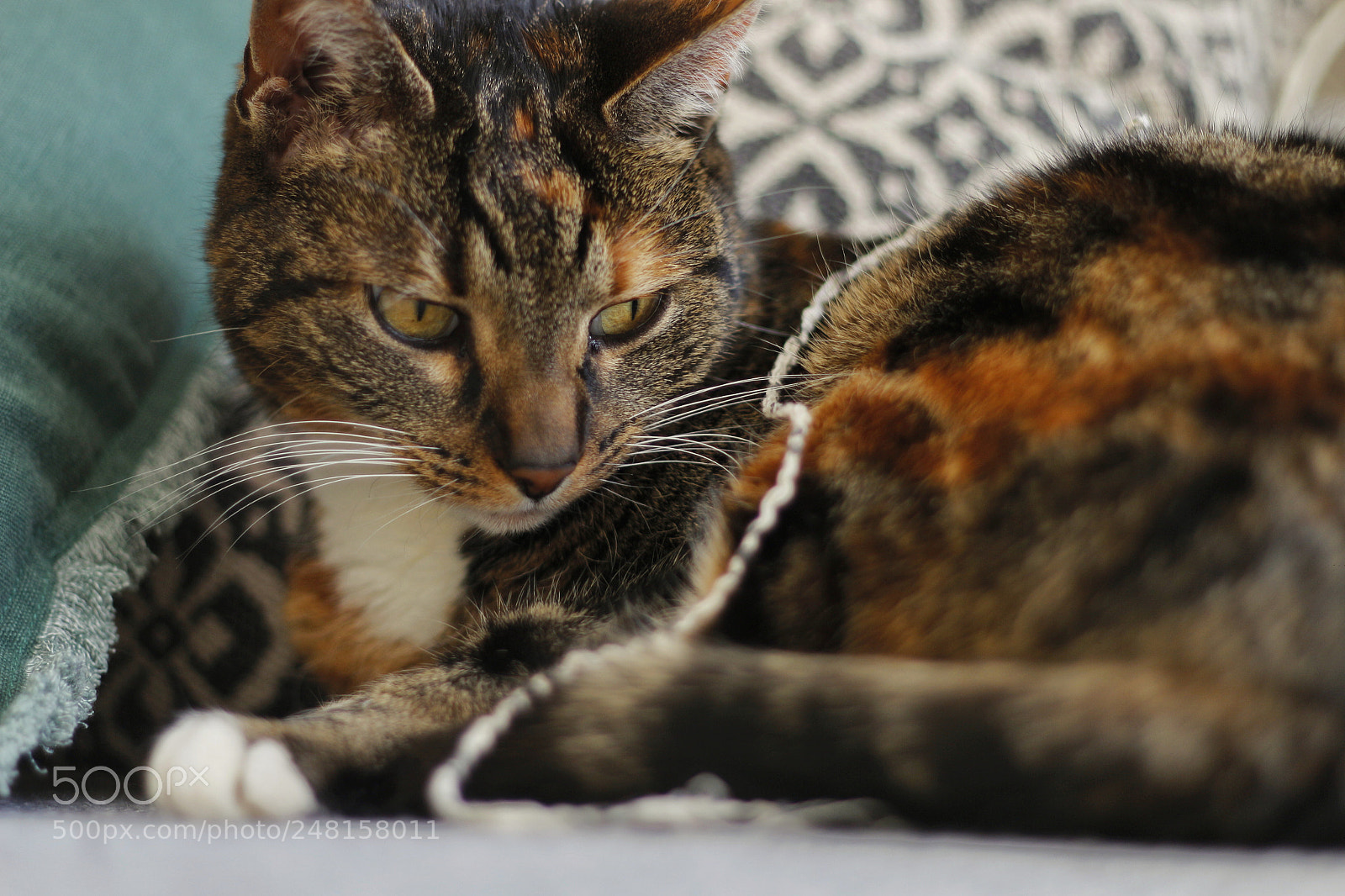 Canon EOS 700D (EOS Rebel T5i / EOS Kiss X7i) sample photo. Keep looking at the photography