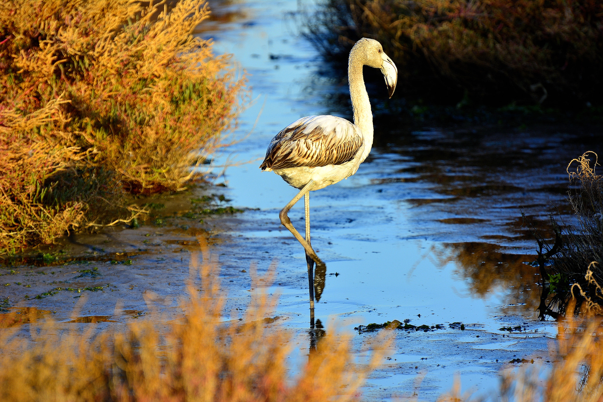 Nikon D7100 + Nikon AF-S Nikkor 70-300mm F4.5-5.6G VR sample photo. Flamingo photography